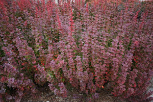 Obraz Berberis